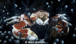 Porcelein Crab
105mm macro lens and +2 diopter by Brian Welman 